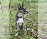 Small #5 Holland Shepherd Mix