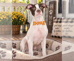 Doug - Male Australian Shepherd-Unknown Mix Dog for Adoption - Small photo