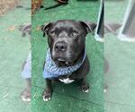 Small #1 Staffordshire Bull Terrier