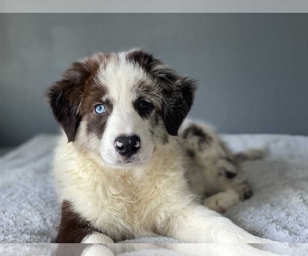 Medium Photo #4 Border Collie Puppy For Sale in EVERETT, WA, USA