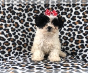 Maltipoo Puppy for sale in LAKELAND, FL, USA