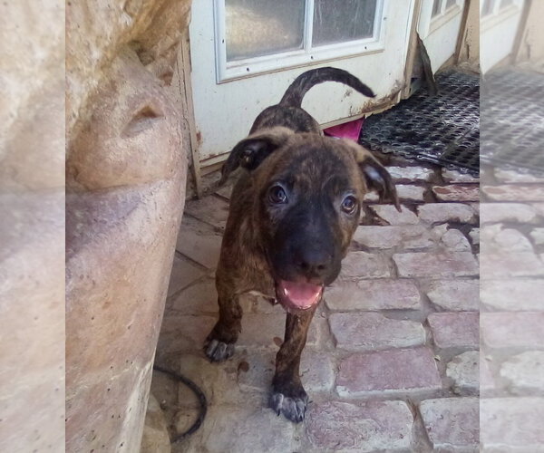Medium Photo #9 Mutt Puppy For Sale in Apple Valley, CA, USA