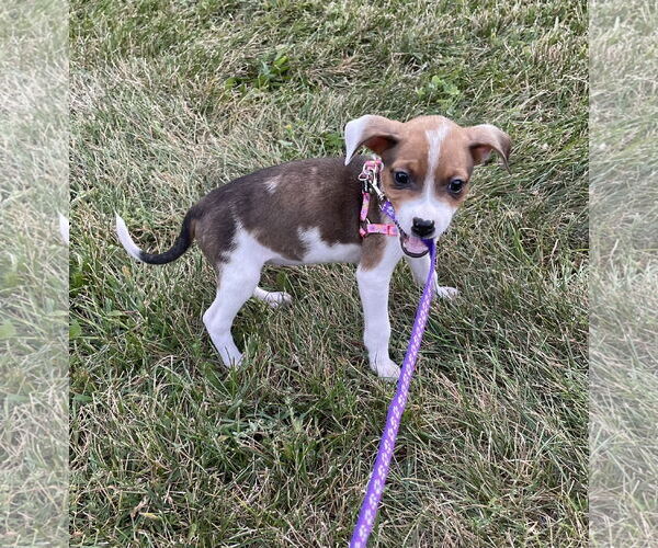 Medium Photo #4 Chihuahua-Unknown Mix Puppy For Sale in Plainfield, IL, USA