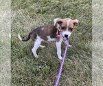 Small #3 Chihuahua Mix