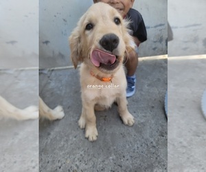 Golden Retriever Puppy for sale in SANTA ANA, CA, USA