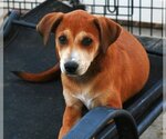 Small Photo #7 Feist Terrier-Labrador Retriever Mix Puppy For Sale in Attalka, AL, USA
