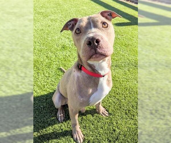 Medium Photo #1 Mutt Puppy For Sale in Brighton, CO, USA