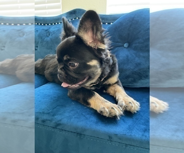 Medium Photo #5 French Bulldog Puppy For Sale in DETROIT, MI, USA