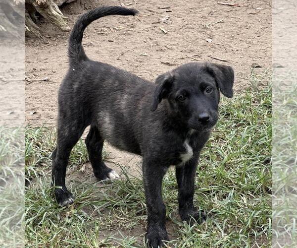 Medium Photo #3 Retriever -Unknown Mix Puppy For Sale in Yardley, PA, USA