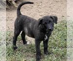 Small #2 Retriever  Mix
