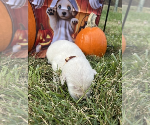 Medium Photo #2 Golden Retriever Puppy For Sale in NEOLA, WV, USA