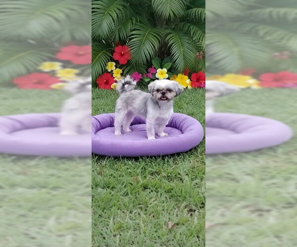 Medium Photo #4 Shih Tzu Puppy For Sale in Weston, FL, USA