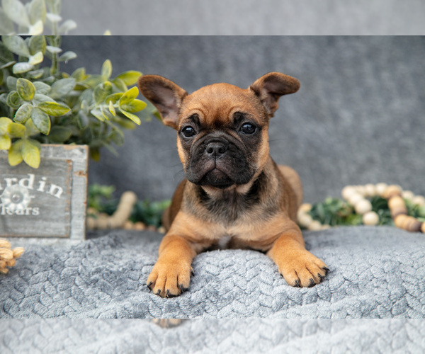 Medium Photo #1 Faux Frenchbo Bulldog-French Bulldog Mix Puppy For Sale in NEW CONCORD, OH, USA
