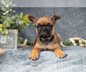Medium Faux Frenchbo Bulldog-French Bulldog Mix
