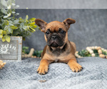 Puppy Vicky Faux Frenchbo Bulldog-French Bulldog Mix