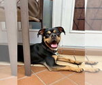 Small #5 Boxer Mix