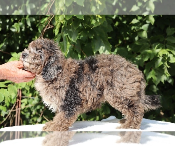 Medium Photo #13 Bernedoodle (Miniature) (+ Poodle Miniature) Puppy For Sale in DYERSBURG, TN, USA
