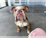Small Bulldog
