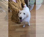 Small #5 Great Pyrenees Mix