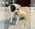 Small #2 Bull-Boxer