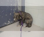 Small Mutt