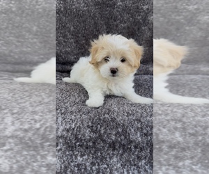 Medium Maltese