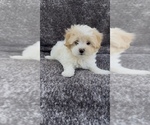 Puppy Puppy 2 Maltese