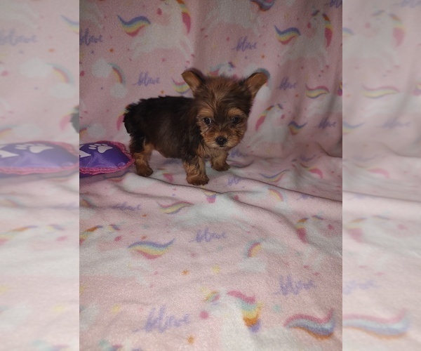 Medium Photo #2 Yorkshire Terrier Puppy For Sale in LAPEER, MI, USA
