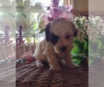 Small Photo #1 Maltipoo Puppy For Sale in PARKER, PA, USA