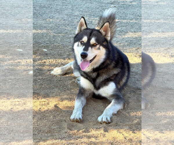 Medium Photo #4 Alusky Puppy For Sale in Riverside, CA, USA