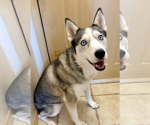 Skye - Female Siberian Husky Dog for Adoption - Photo #2
