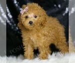 Small #3 Poodle (Toy)