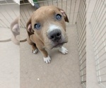 Puppy SablePuppy 2 American Bully