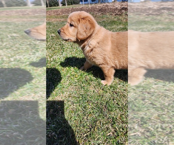 Medium Photo #36 Golden Retriever Puppy For Sale in GREENWOOD, WI, USA
