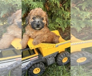 Poodle (Miniature)-Whoodle Mix Puppy for sale in MIDDLEBURY, IN, USA