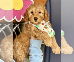 Goldendoodle (Miniature) Puppy for sale in MIDLOTHIAN, TX, USA