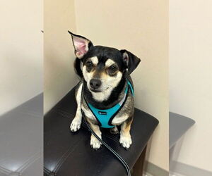 Chihuahua-Unknown Mix Dogs for adoption in Arlington, VA, USA