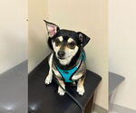 Small Chihuahua Mix