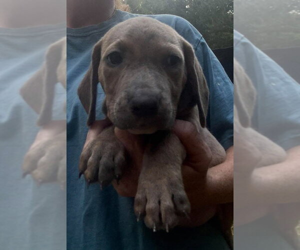 Medium Photo #3 Basset Hound-Unknown Mix Puppy For Sale in New York, NY, USA
