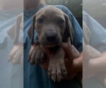 Small #2 Basset Hound Mix