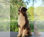 Small Photo #3 Australian Shepherd Puppy For Sale in HOPEWELL JUNCTION, NY, USA