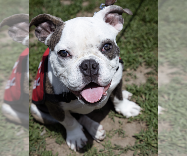 Medium Photo #5 Bulldog-Unknown Mix Puppy For Sale in Brooklyn, NY, USA