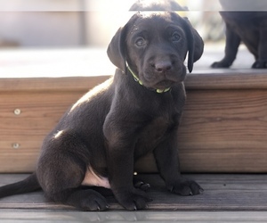 Labrador Retriever Puppy for sale in JARRELL, TX, USA