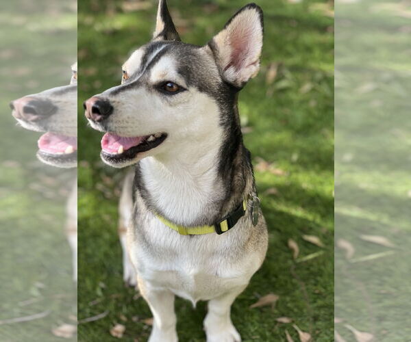 Medium Photo #2 - Mix Puppy For Sale in San Diego, CA, USA