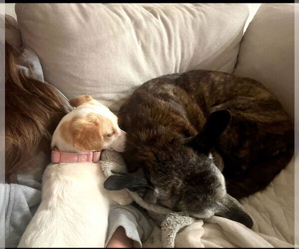 Medium Photo #7 Chihuahua-Unknown Mix Puppy For Sale in Escondido, CA, USA