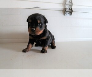 Rottweiler Puppy for sale in SOUTH BEND, IN, USA