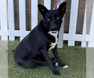 Border Collie-Unknown Mix Dogs for adoption in Modesto, CA, USA