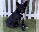 Small Border Collie Mix