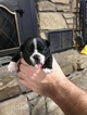 Small Photo #11 Faux Frenchbo Bulldog Puppy For Sale in ALTOONA, KS, USA