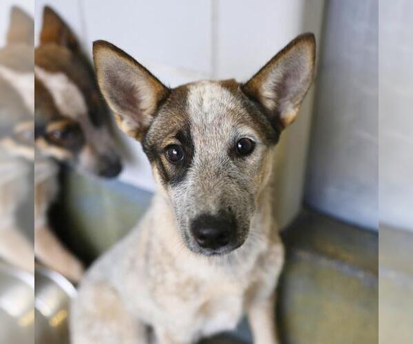 Medium Photo #1 Mutt Puppy For Sale in San Antonio, TX, USA